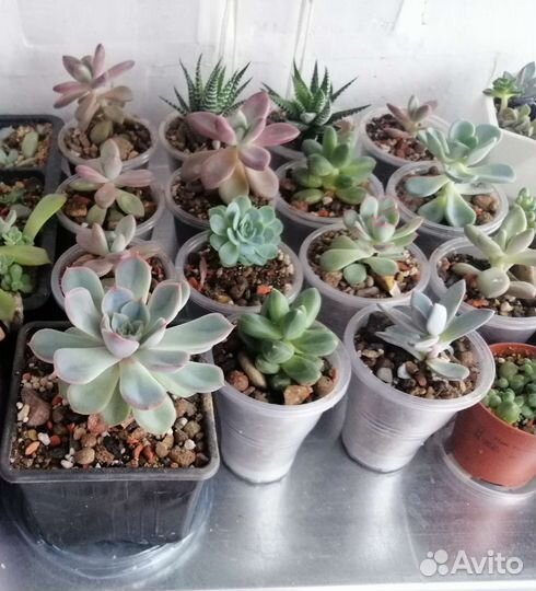Суккуленты 8 видов