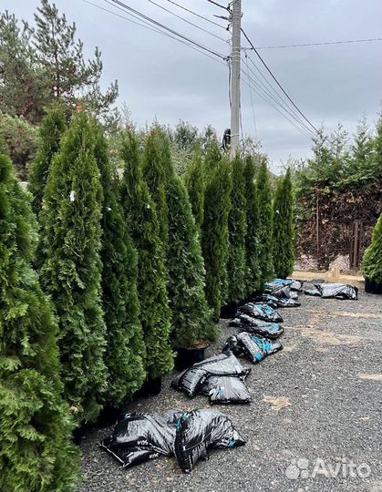 Туя для живой изгороди