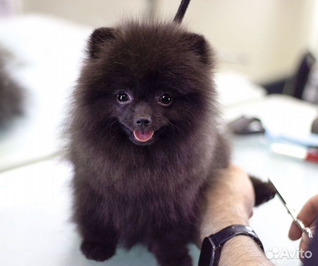 Зоосалон как прибыльный бизнес