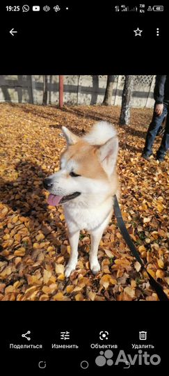 Акита приглашаем на вязку