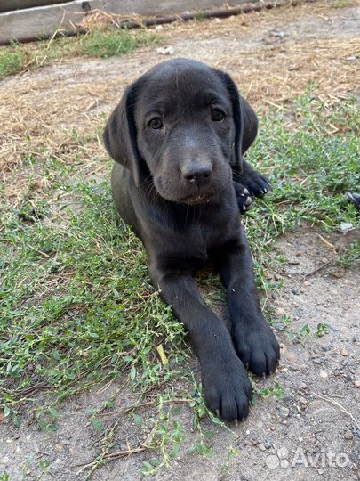 Щенки лабрадора