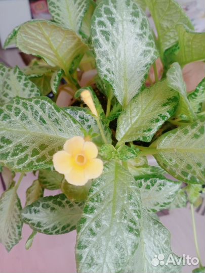 Эписция 6 сортов