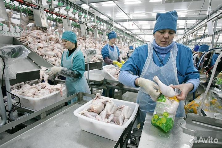 Работа на птицефабрике: вахта на выбор