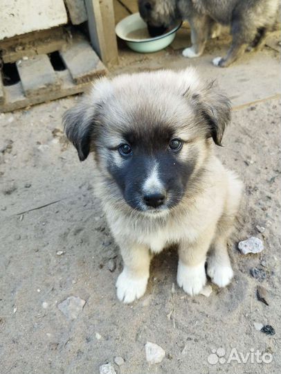 Собака в добрые руки щенок