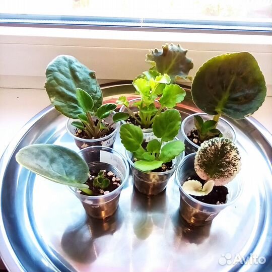 Фиалка набор