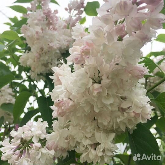 Сирень Красавица Москвы