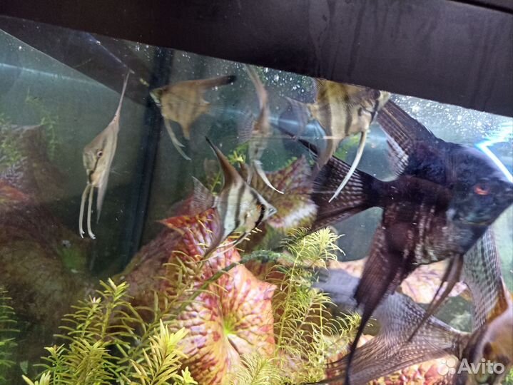 Аквариумные рыбки скалярии