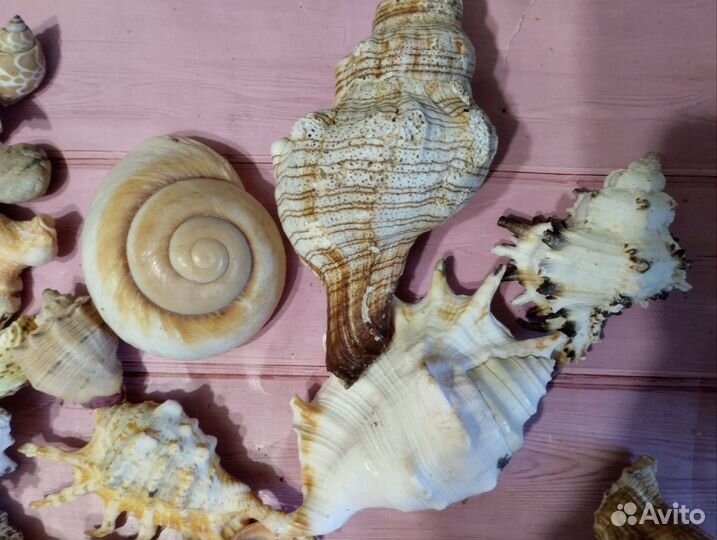 Набор ракушек для аквариума