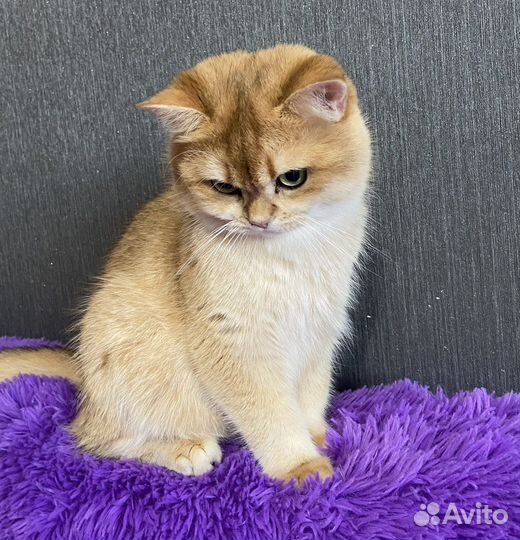 Ждем невест на вязку