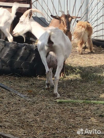 Козы дойные