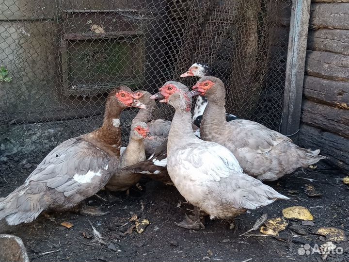 Голубые мускусные утки