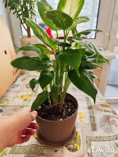 Диффенбахия