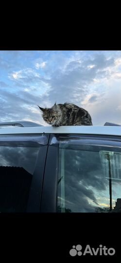 Вязка кошка мейкун