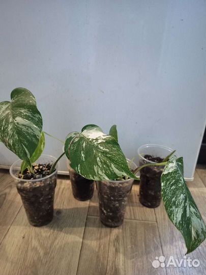 Монстера альба