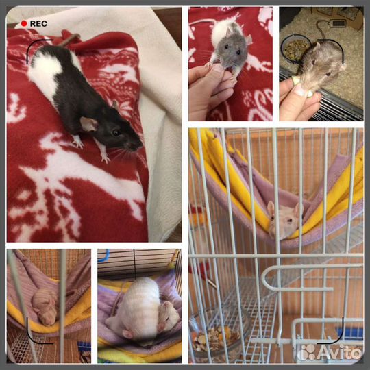 Передержка грызунов