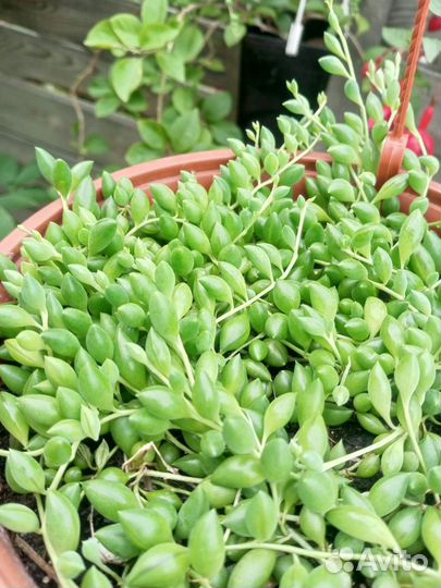 Крестовник