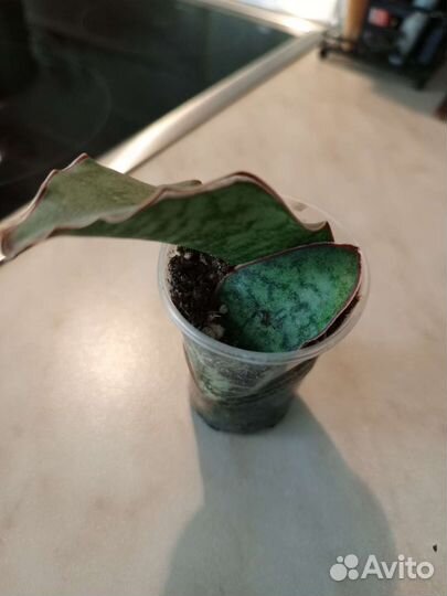 Сансевиерия