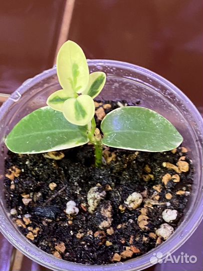 Хойя Кумингиана (Hoya Cumingiana)