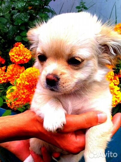 Щенки чихуахуа