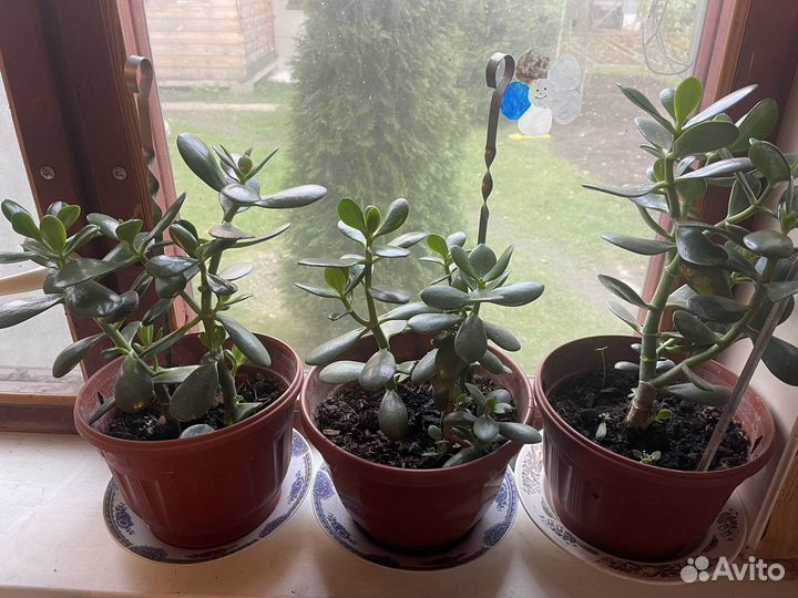 Денежное дерево толстянка крассула