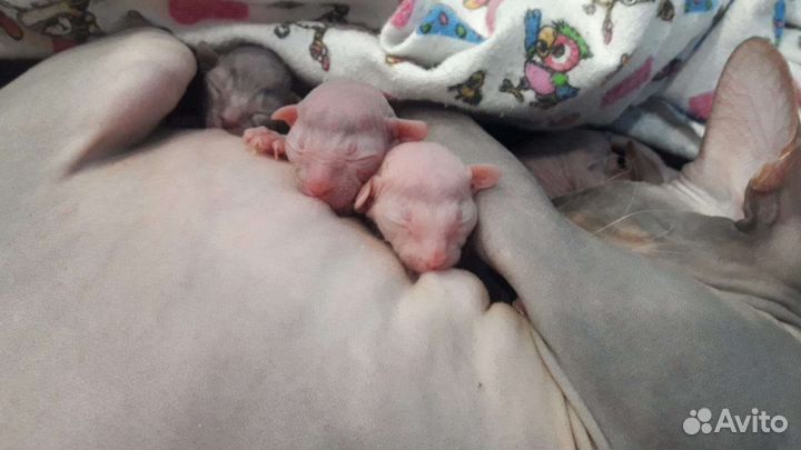 Канадский сфинкс вязка