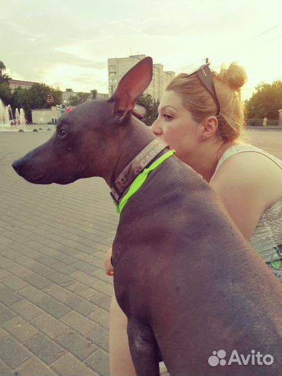 Ксолоитцкуинтли собака погуляет с Вами