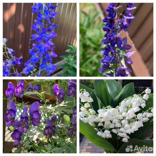 Хосты, физостегия, астильба