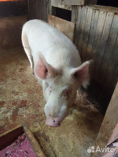 Хряк производитель