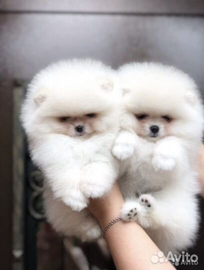 Шпиц мишка мини и микро