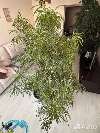 Продам Кротон Пиктум Спот