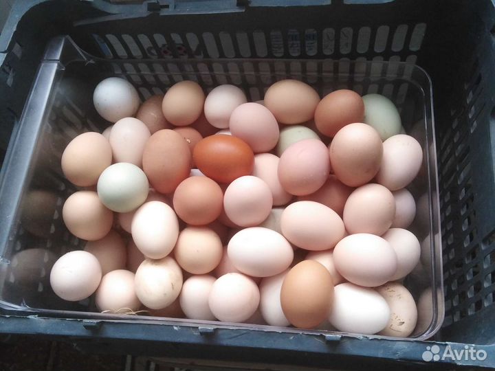 Деревенское куриное яйцо