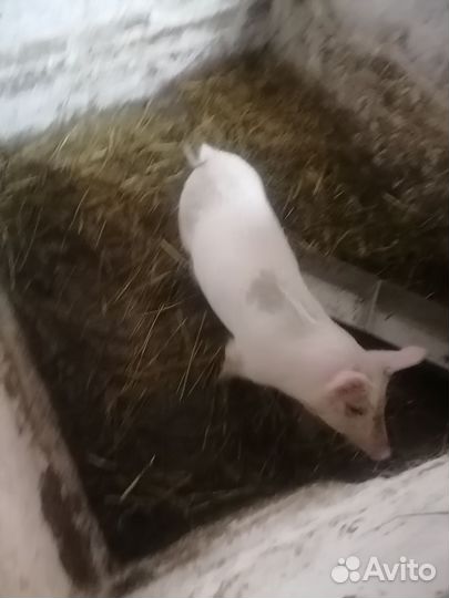 Поросенок ландрас