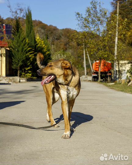 Собака в добрые руки отдам бесплатно