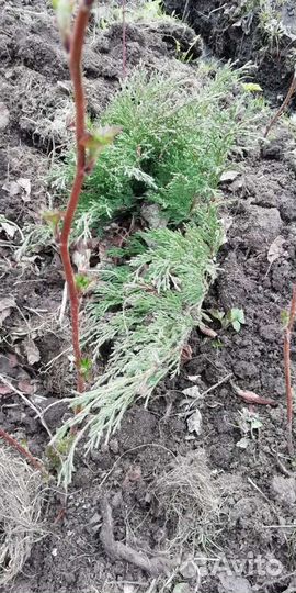 Можжевельник казацкий