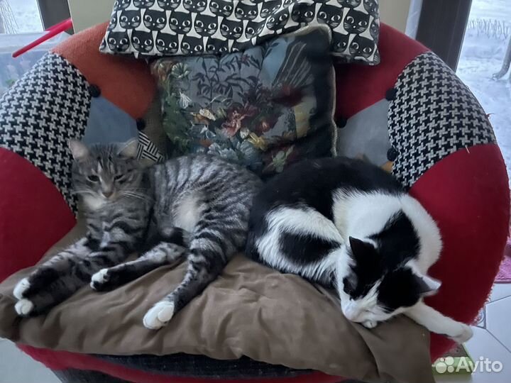 Кошки бесплатно