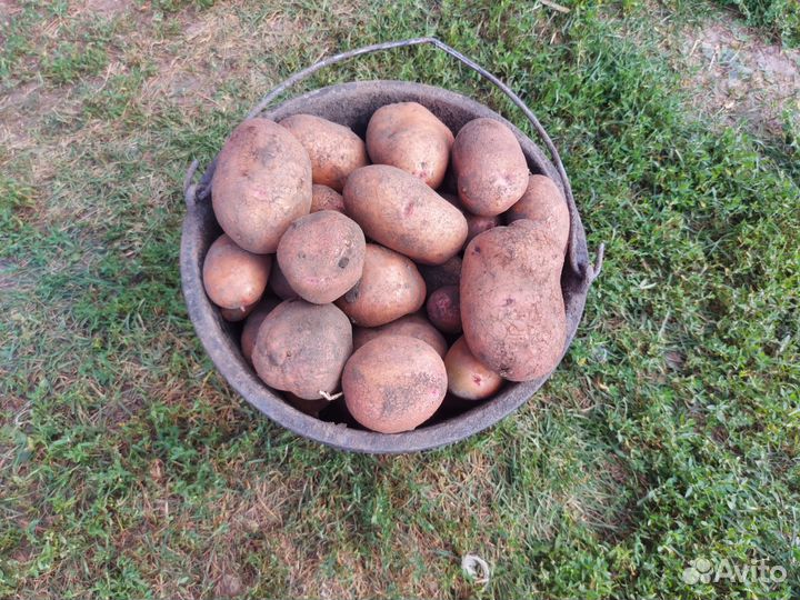 Продам картофель