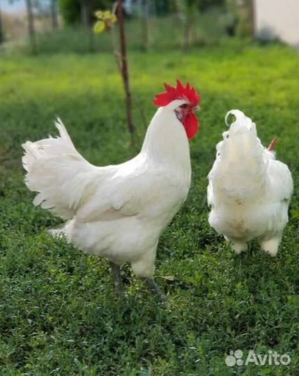 Бресс Гальские