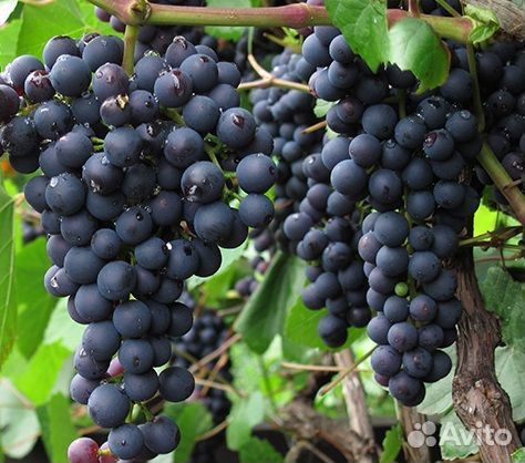 Саженцы винограда