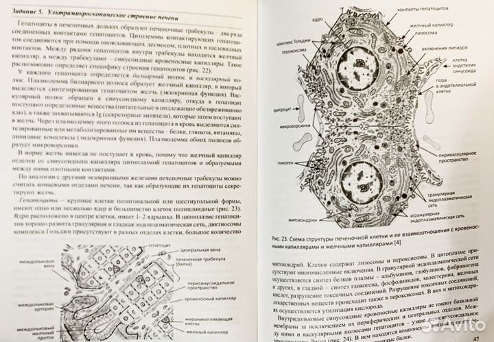 Пособия и рабочая тетрадь по гистологии Глинкина