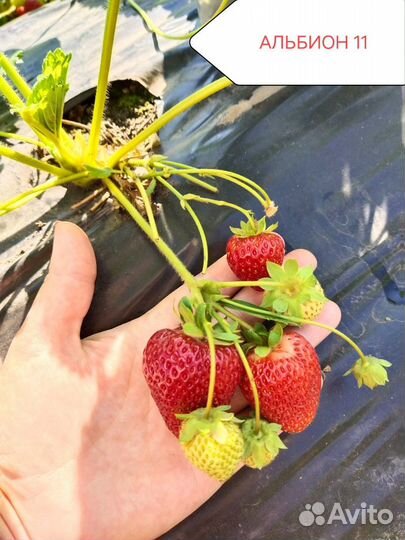 Рассада ремонтантной клубники