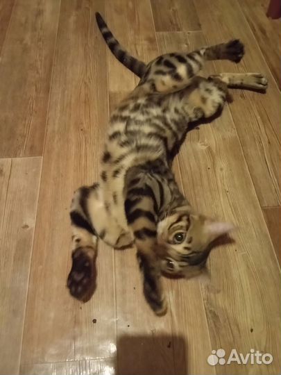 Бенгальский кот вязка