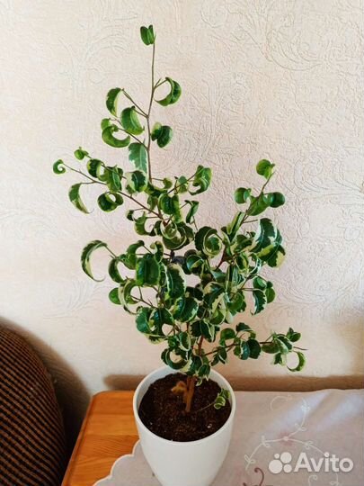 Фикусы разные интересные