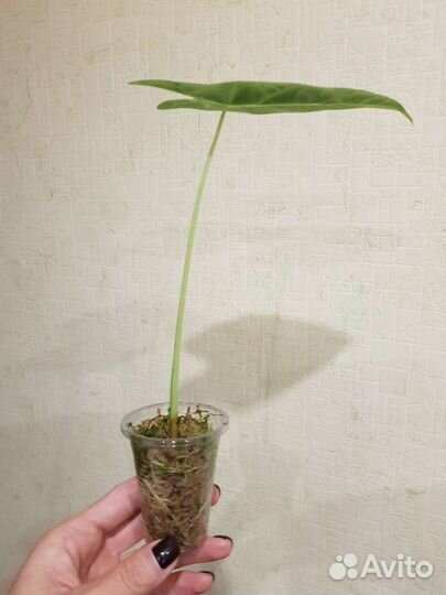 Алоказия Фрайдек вариегатная