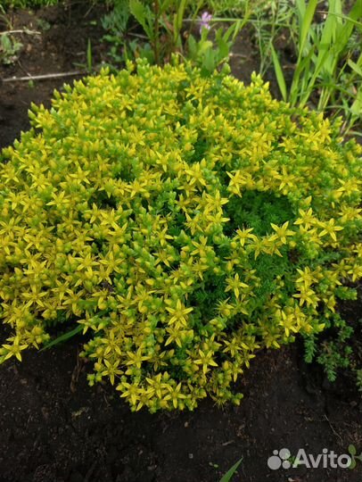 Суккулент. Очиток Блу Форест