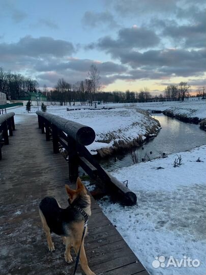 Животные в дар