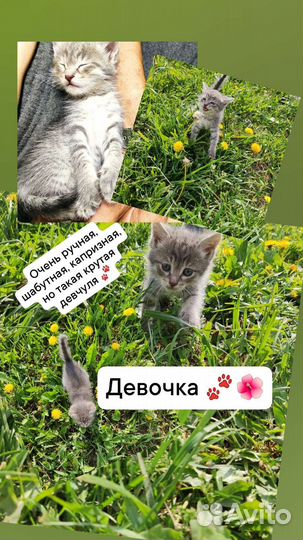 Котята в добрые руки