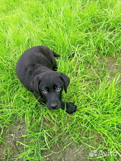 Щенки лабрадора