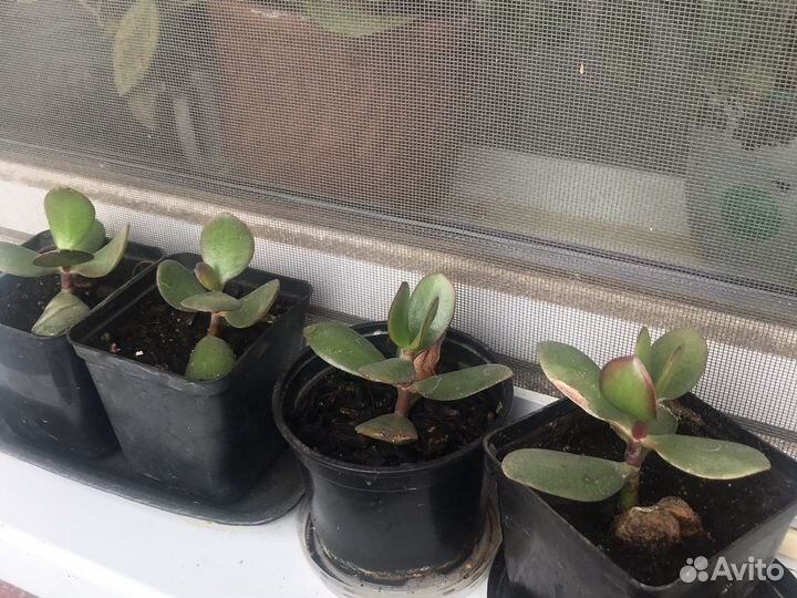 Крассула толстянка денежное дерево