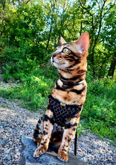 Бенгальский кот вязка