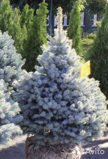 Ель голубая Super Blue Seedling